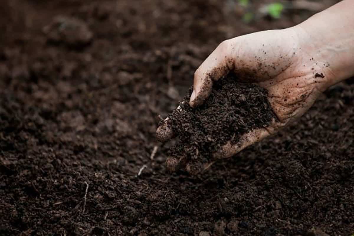 hand-in-garden-soil-1 hand-in-garden-soil-1